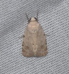 Leucocnemis perfundis