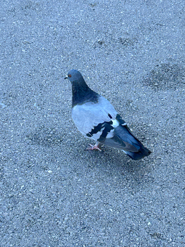 Feral Pigeon