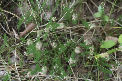 common heather