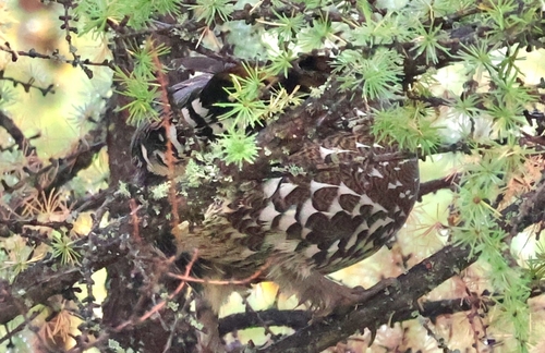 Spruce Grouse