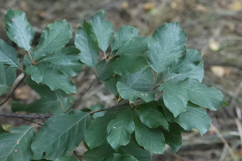 alder buckthorn