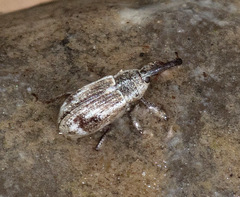 Anthonomus elongatus