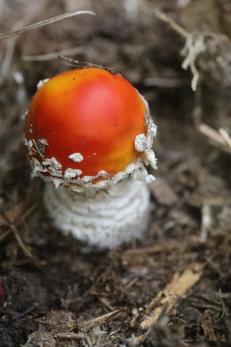 Fly Agaric