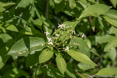 Cornus glabrata