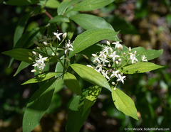 Cornus glabrata