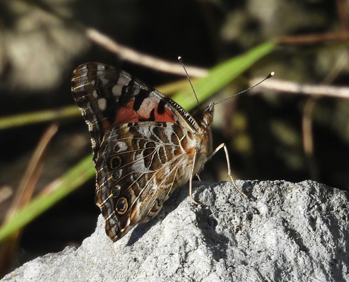 Painted Lady