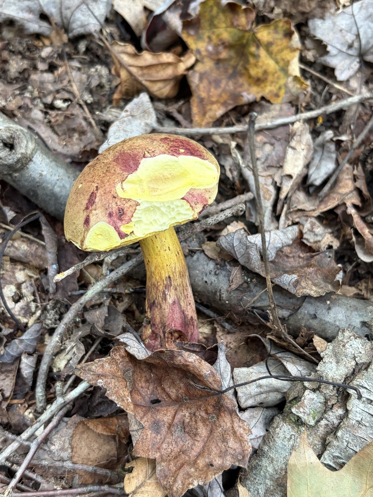 two-colored bolete · September 2026 · photo: Photo: (c) Julie Travaglini, some rights reserved (CC BY) · iNaturalist