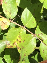 Rosisphaerella rosicola