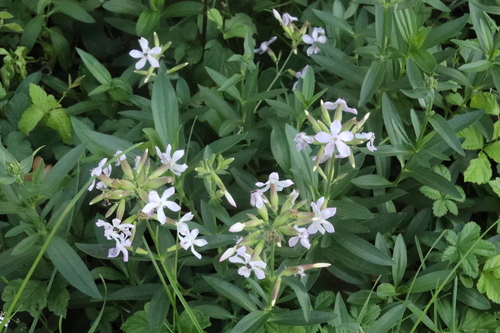 common soapwort