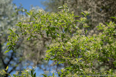 Cornus glabrata