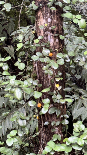 Ficus punctata observed 2026-09-27