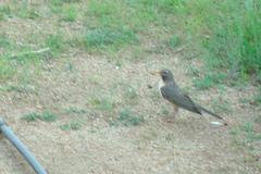 Turdus migratorius confinis