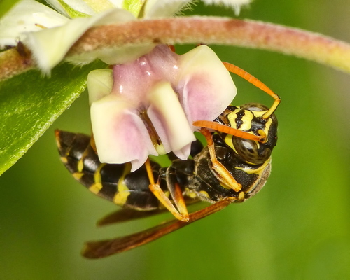 Asian Paper Wasp photo 5