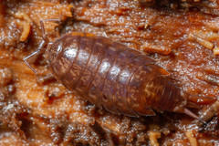 Styloniscus