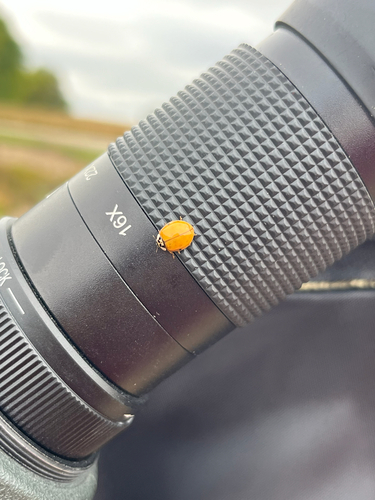 Asian Lady Beetle