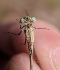 Arrenurus