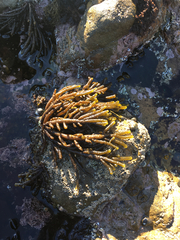 Splachnidium rugosum