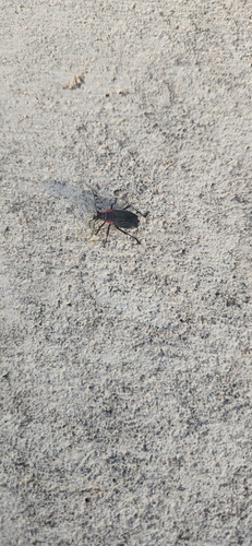 Red-shouldered Bug
