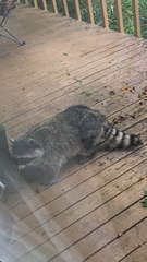 Procyon lotor