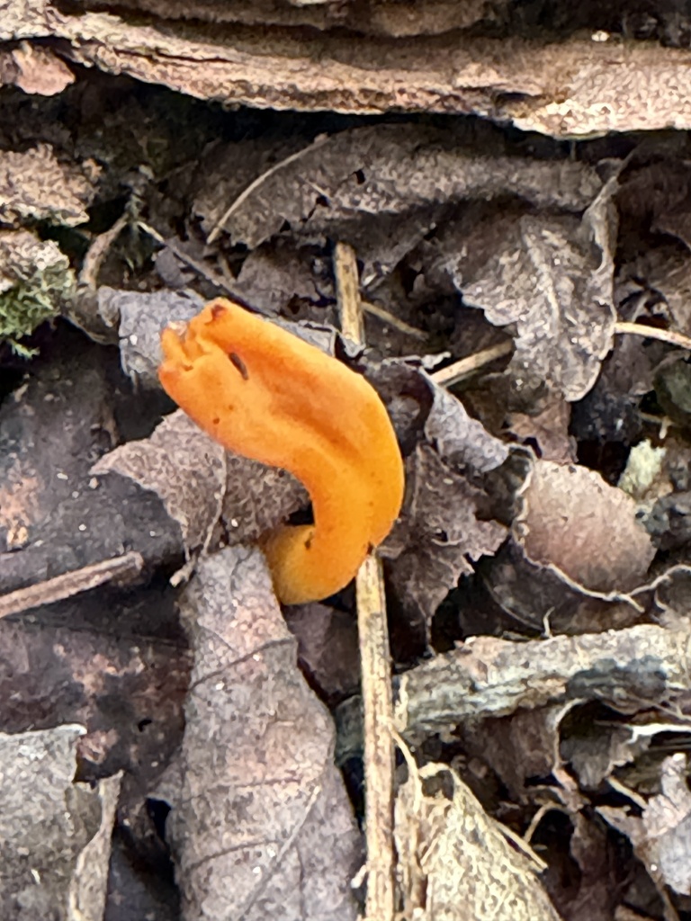 Orange Spindle · September 2026 · photo: Photo: (c) Julie Travaglini, some rights reserved (CC BY) · iNaturalist