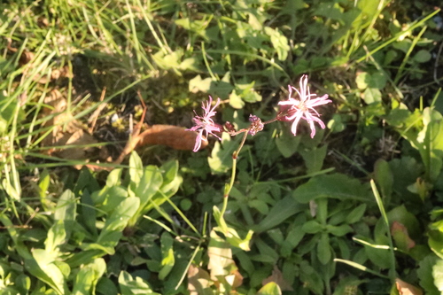 ragged-robin