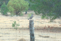 Turdus migratorius confinis