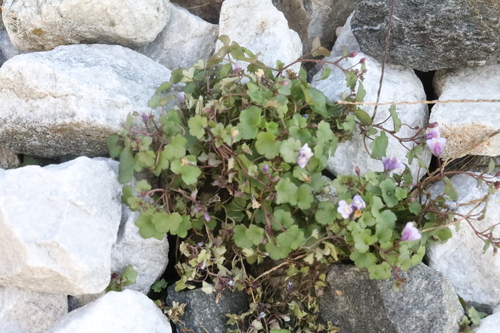 Ivy-leaved toadflax