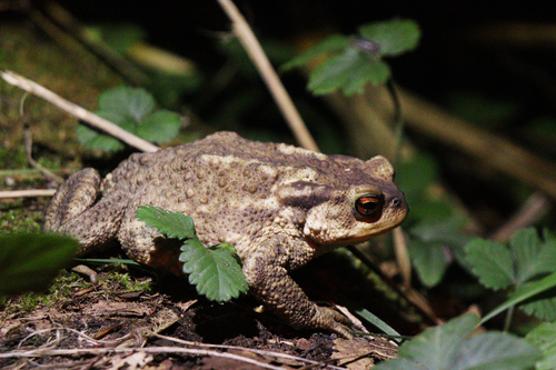 Spiny Toad