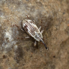 Anthonomus elongatus