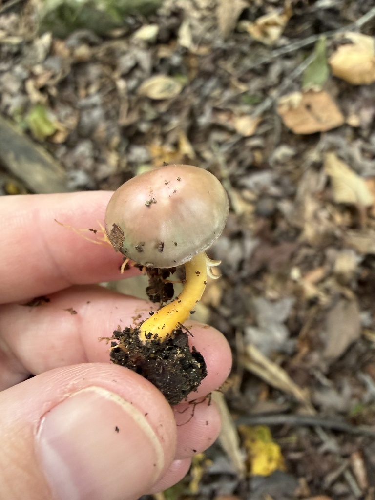 Parrot Mushroom · September 2026 · photo: Photo: (c) Julie Travaglini, some rights reserved (CC BY) · iNaturalist