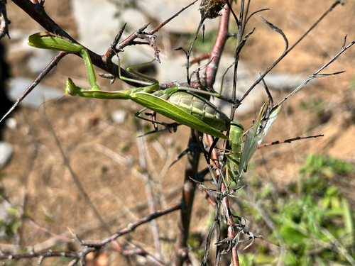 European Mantis