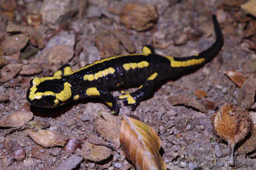 Barred Fire Salamander