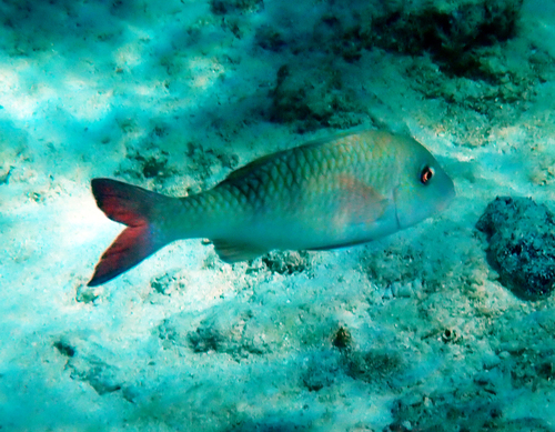 Parupeneus insularis observed 2026-09-27