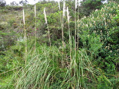 Cortaderia nitida