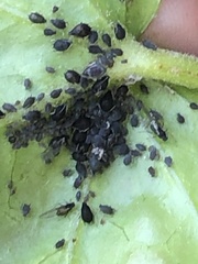 Aphis hederae