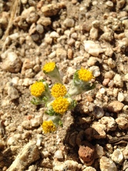 Eriophyllum pringlei