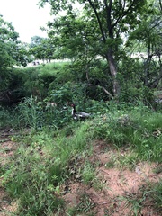 Cairina moschata domestica