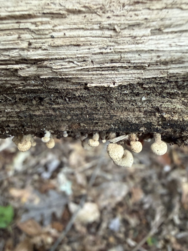 Luminescent Panellus · September 2026 · photo: Photo: (c) Julie Travaglini, some rights reserved (CC BY) · iNaturalist