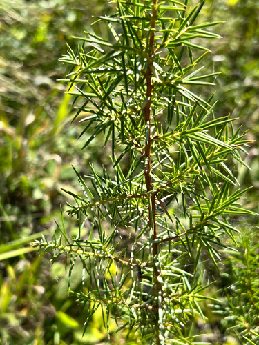 common juniper