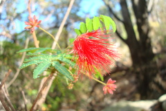 Calliandra peninsularis