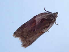 Acleris maculidorsana