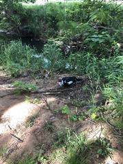 Cairina moschata domestica