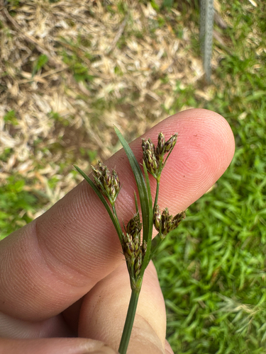 Fimbristylis dichotoma, 2026-09-27