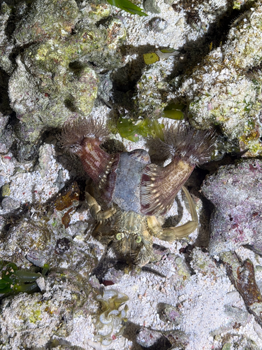 Dardanus pedunculatus observed 2026-09-28