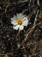 Layia glandulosa
