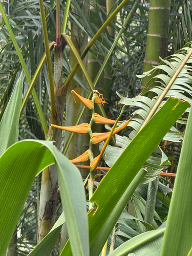Heliconia latispatha observed 2026-09-27
