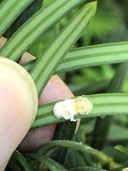 Pulvinaria floccifera