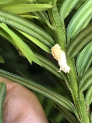 Pulvinaria floccifera