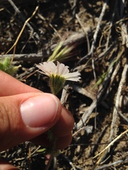 Layia glandulosa