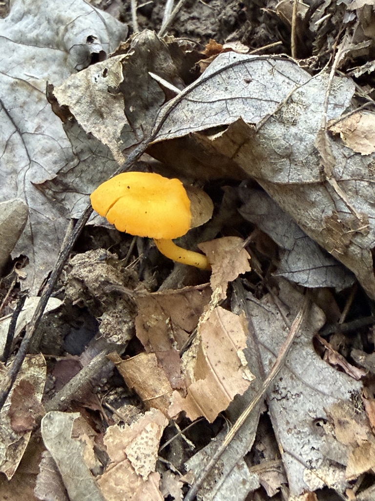 Small Chanterelle · September 2026 · photo: Photo: (c) Julie Travaglini, some rights reserved (CC BY) · iNaturalist